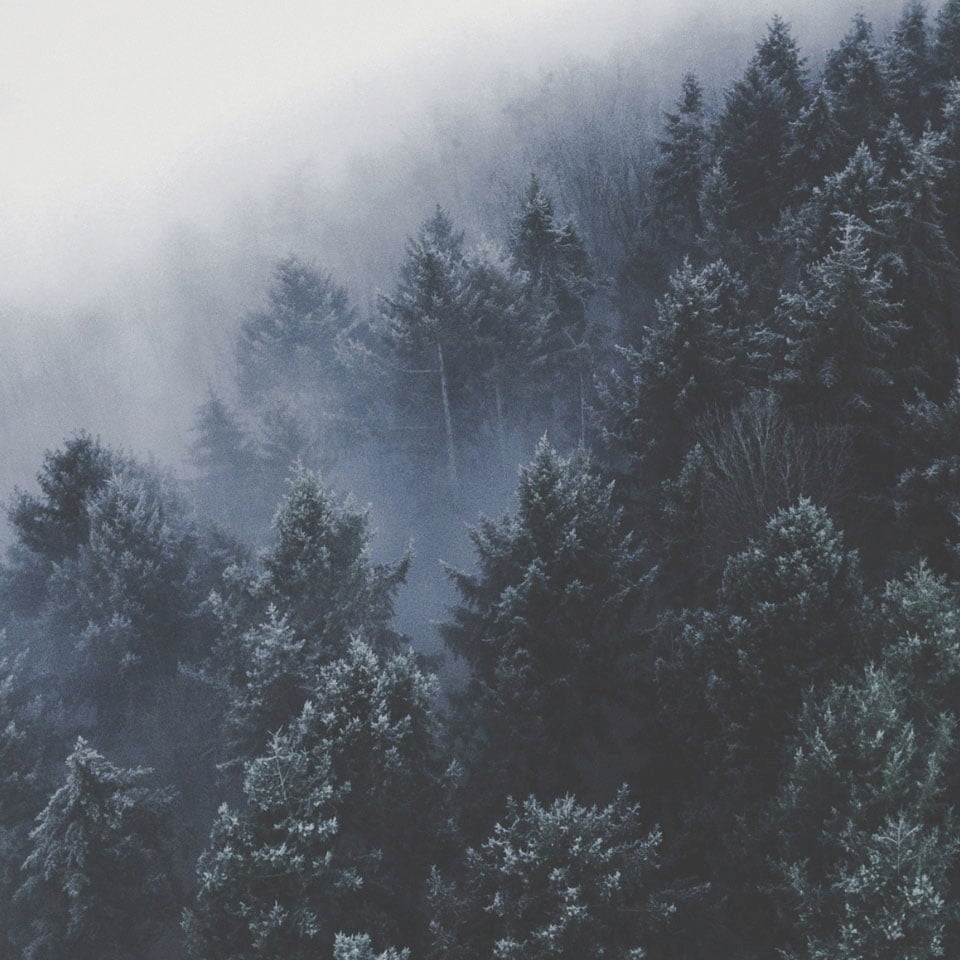 Misty trees